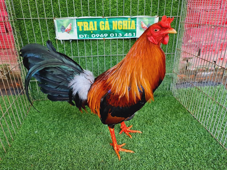 trại gà tre ở cần thơ