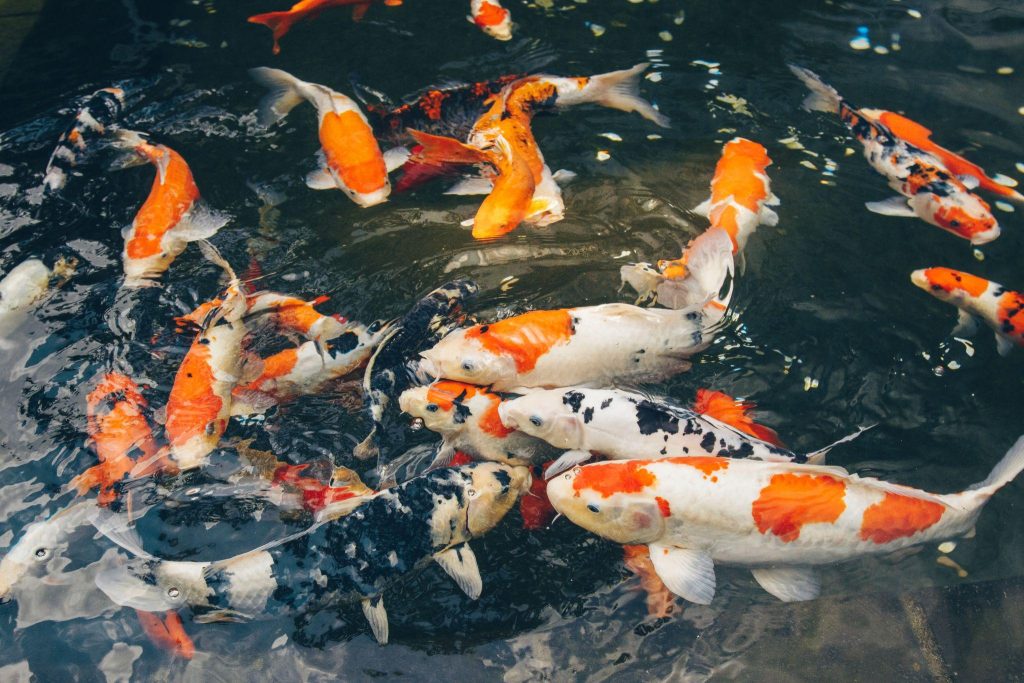 cafe-ca-koi-can-tho