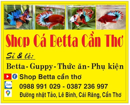 shop-ca-betta-can-tho