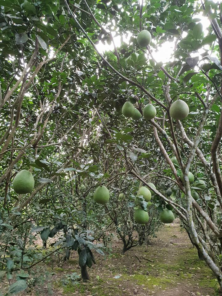 vườn trĩu trái tại vườn sinh thái Xẻo Nhum Cần Thơ