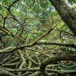 khu di tích lịch sử Giàn Gừa
