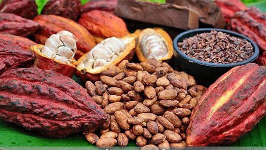 Quả cacao tại Mười Cương