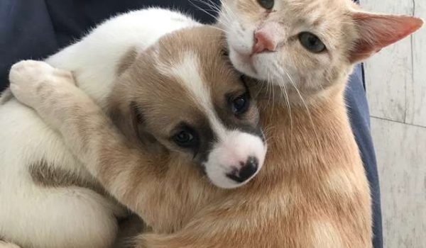 Cat Mom Adopts Orphaned Litter Of Puppies And Raises Them As Her Own